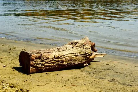 Tree stump on a river shore  库存照片
