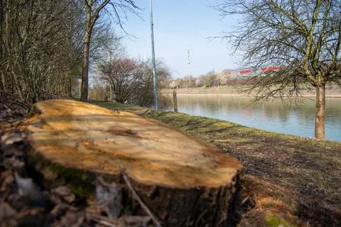 Tree stump by the riverside Stock Photos