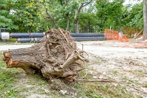 Tree stump with roots Stock Photos