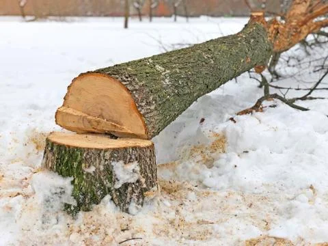 Tree stump sawed. Fallen tree trunks in bad weather and strong wind. 写真素材
