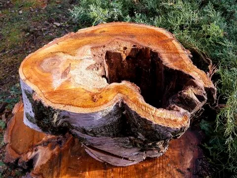 Tree stump sawn off forest hole blank Stock Photos