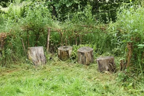 Tree Stump Seats. Stock Photos