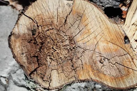 Tree in the stump section Foto stock