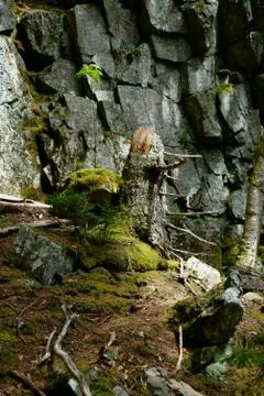 Tree stump with several branches remaining over stoney background Stock Photos