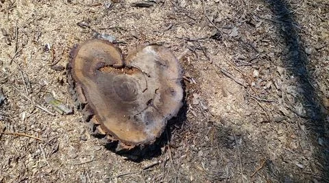 Tree stump in the shape of hearts Stock Photos