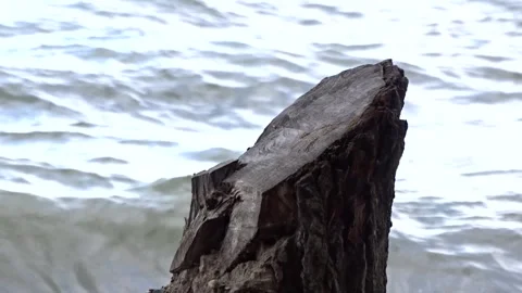 A tree stump on the shore against the background of a storm Stock Footage 281194903