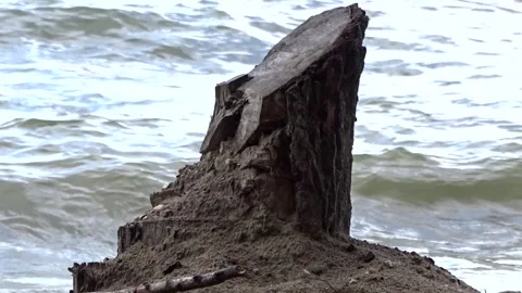 A tree stump on the shore against the background of a storm Stock Footage 281194949