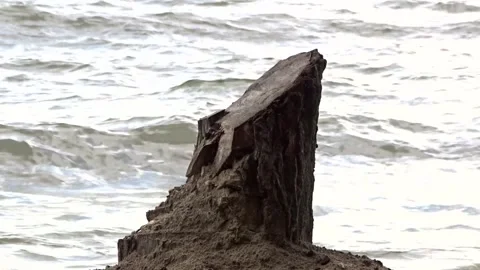 A tree stump on the shore against the background of a storm Stock Footage 281195043