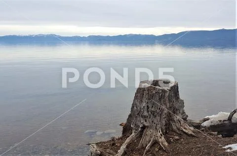 Tree stump on the shore of a expansive blue-gray lake, with mountains in the Stock Photos