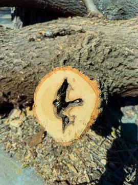 Tree stump shows a unique pattern in the center during daytime in an outdoo.. Stock Photos