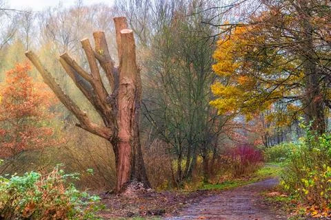 Tree stump in the side sunshine Stock Photos