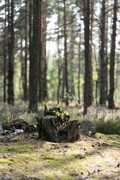 Tree stump with small sapling growing in a forest under soft sunlight Stock Photos