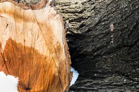 Tree stump in the snow Stock Photos