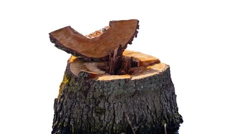 A tree stump stands with a split section revealing the wood grain. The settin Stock Photos
