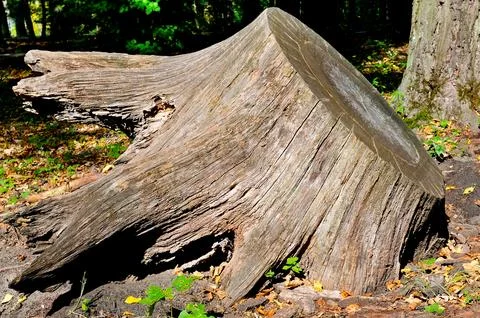 Tree Stump in the Summer Park. Stock Photos