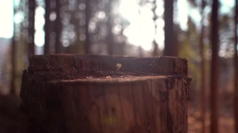 Tree stump on a sunny spring day Stock-Footage 151478809
