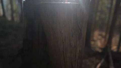 Tree stump on a sunny spring day Stock-Footage 152880368