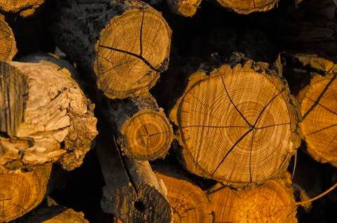 Tree stump at the sunset Foto stock