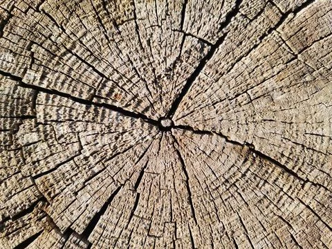Tree stump surface. Background wood. Stock Photos
