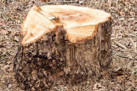 Tree stump surrounded by bark Stock Photos
