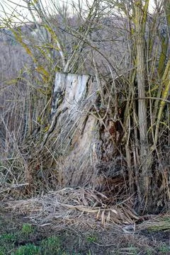 Tree stump surrounded by dry grass and wild branches Stock Photos