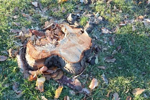 A Tree Stump Surrounded by Fallen Leaves in a Peaceful Park During the Autumn 写真素材