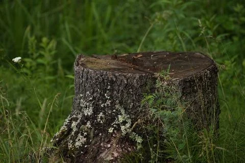 Tree stump surrounded by vegetation Stock Photos