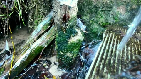 Tree stump is surrounded by water and moss 스톡 동영상 304431506