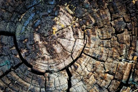 Tree stump texture abstract background Stock Photos