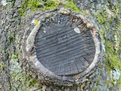 Tree stump with texture and rings Stock Photos