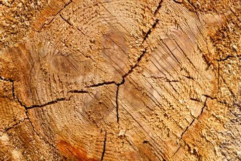 Tree stump texture background 스톡 사진