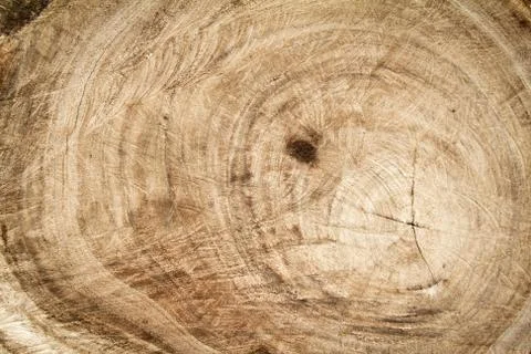 Tree stump texture background Stock Photos