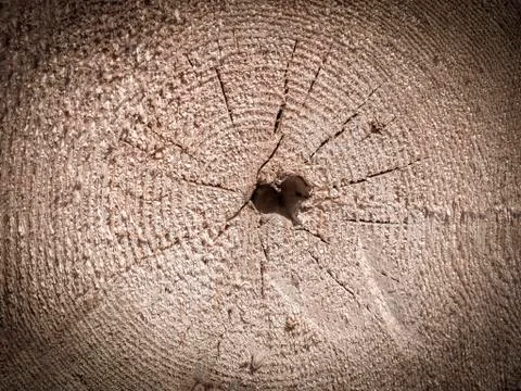 Tree stump texture background Stock Photos