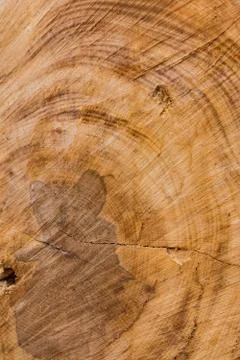 Tree Stump Texture Cut Sawdust Construction Rings Stock Photos