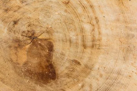 Tree Stump Texture Cut Sawdust Construction Rings Stock Photos