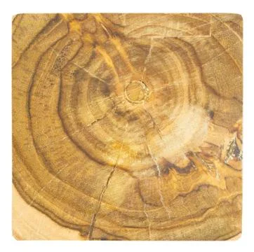 Tree stump texture or background Stock Photos