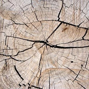 Tree Stump Texture Photos