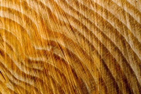 Tree stump texture Stock Photos