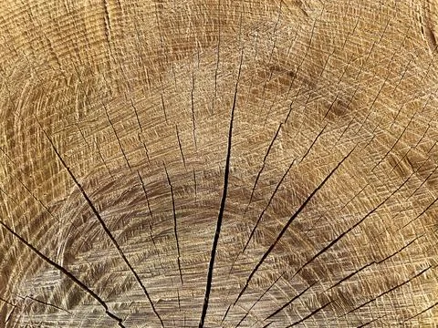 Tree stump texture Stock Photos