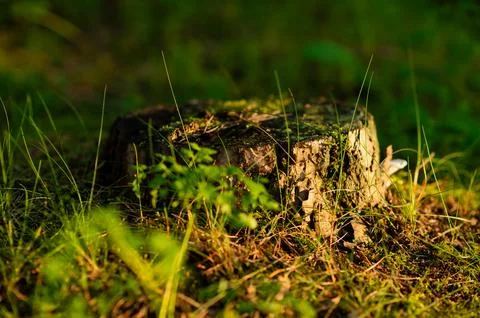 Tree stump in thick green grass, natural woodland detail in summer scenery Stock Photos