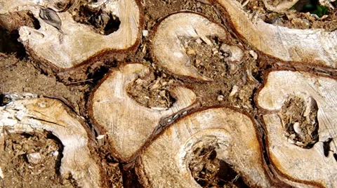 Tree stump from the top Stock Footage 36535341