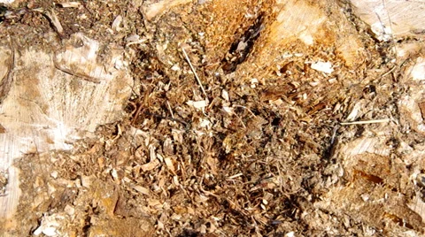 Tree stump from the top Stock Footage 36537140