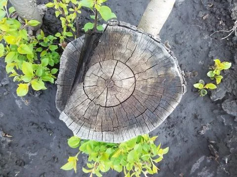 Tree stump, top view Stock Photos
