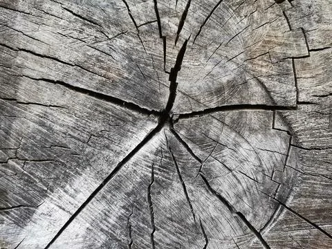 Tree stump. Tree pattern. Cut tree. Stock Photos