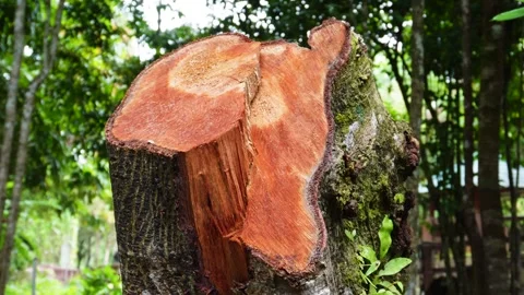 Tree Stump with Visible Cutting Marks After Felling Stock Footage 310245037
