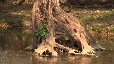 Tree stump in water Stock Footage 109753098