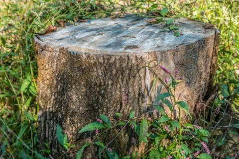 Tree stump with weeds Stock Photos