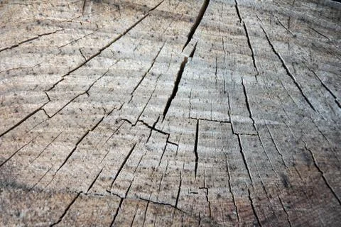 Tree stump wood texture Stock Photos