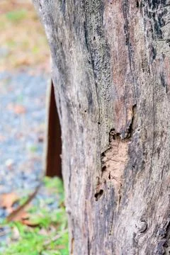Tree stump wooden log pattern Stock Photos