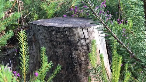 Tree stump in the woods Stock Footage 111539504